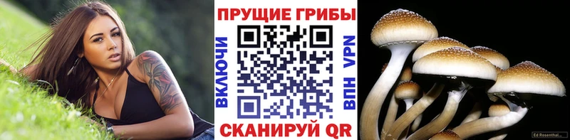 Псилоцибиновые грибы Cubensis  Старая Купавна 